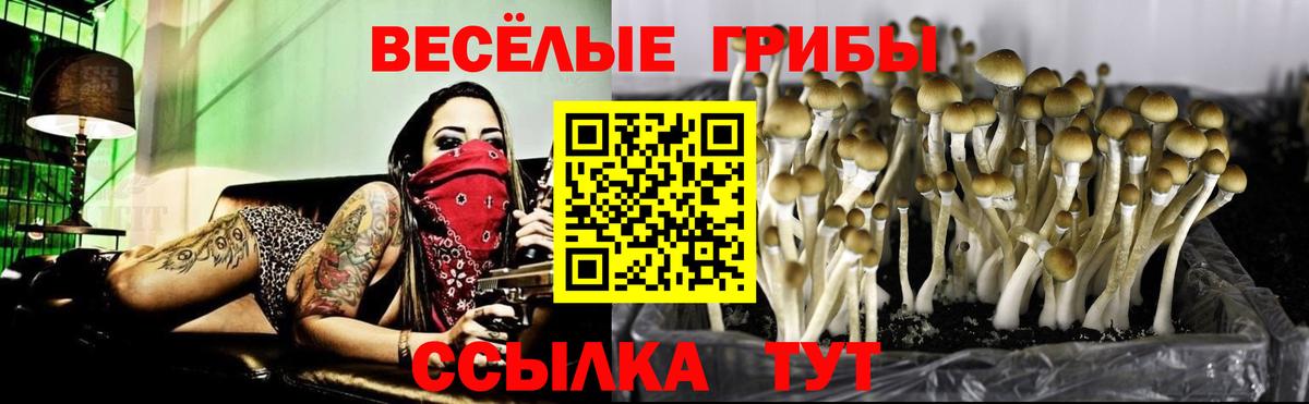 Псилоцибиновые грибы Cubensis  Галлюциногенные грибы Cubensis  Славгород  Вход с VPN 